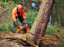 Best Fruit Tree Pruning  in Forest City, NC